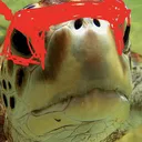 turtle boy's server
