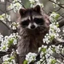 ✧ ✨ℛ𝒶𝒸𝒸ℴℴ𝓃 𝒞ℴ𝓋ℯ✨ ✧'s icon