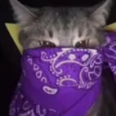 ᴄʟᴏᴜᴛ ᴛʀɪᴘᴘɪ
