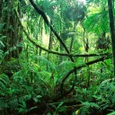 The Terrarium