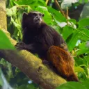 Primathea: Monkeys World