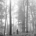 Taylor's Forest