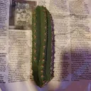 Tegridy Cactus