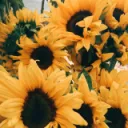 Sunflower Studio