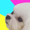 哈吉的便便