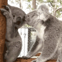 aus serve・🌙 Discord server icon