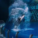 orca photos woo