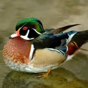 𝚃𝚘𝚓𝚘's icon