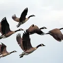The Flock