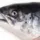 Salmon Server :D
