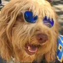 Dog Labradoodle