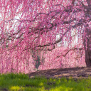 Cherry Ridge