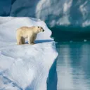 Polar's Iceberg