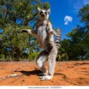 madagaskar