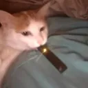 Juul Cat's icon