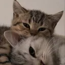kittens
