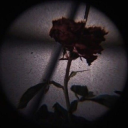 Midnight Bird Song Server Icon
