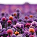 FLOWER FIELD