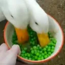 The Duckerver