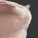 Cat Sucks™ Marketplace