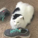 New Cat Army also known as shit post stauch