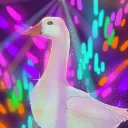 Duck Discourse