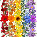 The Opal Sanctuary Discord server icon