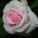 𝘙𝘢𝘪𝘯𝘥𝘳𝘰𝘱𝘴 𝘢𝘯𝘥 𝘙𝘰𝘴𝘦𝘴💧🌹