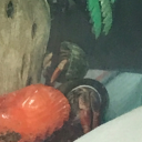 Hermit Crab Club