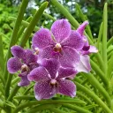 🍃💜 𝕆𝕣𝕔𝕙𝕚𝕕 𝔾𝕒𝕣𝕕𝕖𝕟 💜🍃