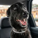 Comunidad de perrospaqui