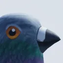 The Pigeon Association