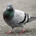 Gołąbki
