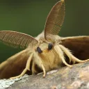 Moth's Madness