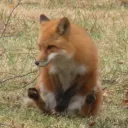 The Fox Den 🦊
