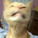 meowmeow