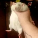 rat gaming squad's icon