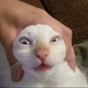 kittycord