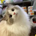 Meow apartmánek  Discord Server Icon