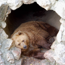 The Bear Cave