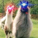 retarded lamas