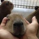 Capybara
