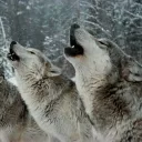 Chezzy's Wolves
