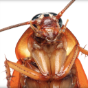 Cockroach Army FPV Community™ Discord Server