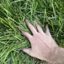 Used Grass