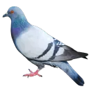 Gołębie
