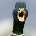 Duck World