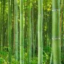 The Bamboo Forest