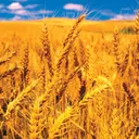 Wheat