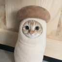 hard cat pics